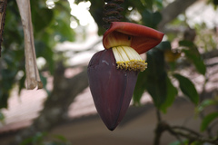 Musa paradisiaca